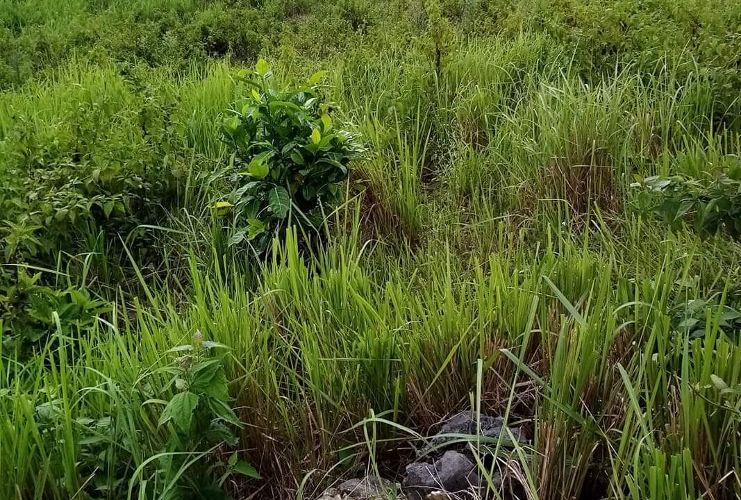 Land for sale in Camalandaan Negros Occidental  (1)
