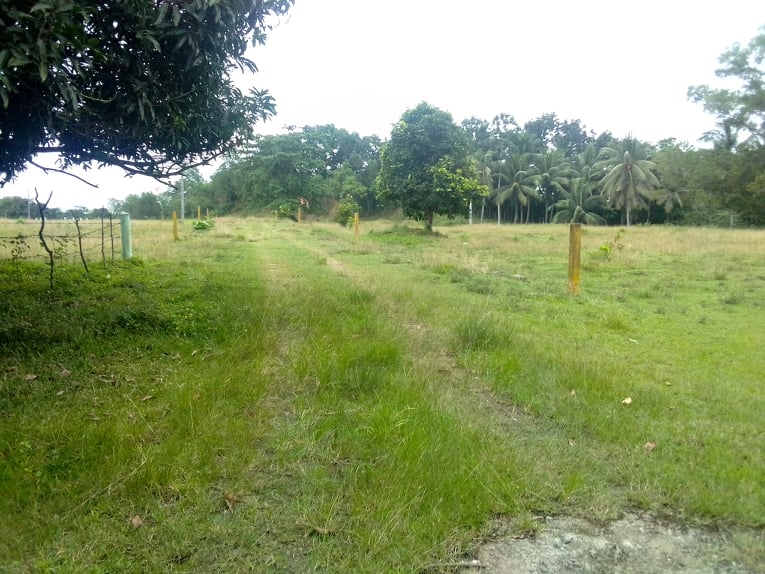 20 Hectares Land for Sale in Balamban Cebu  (10)