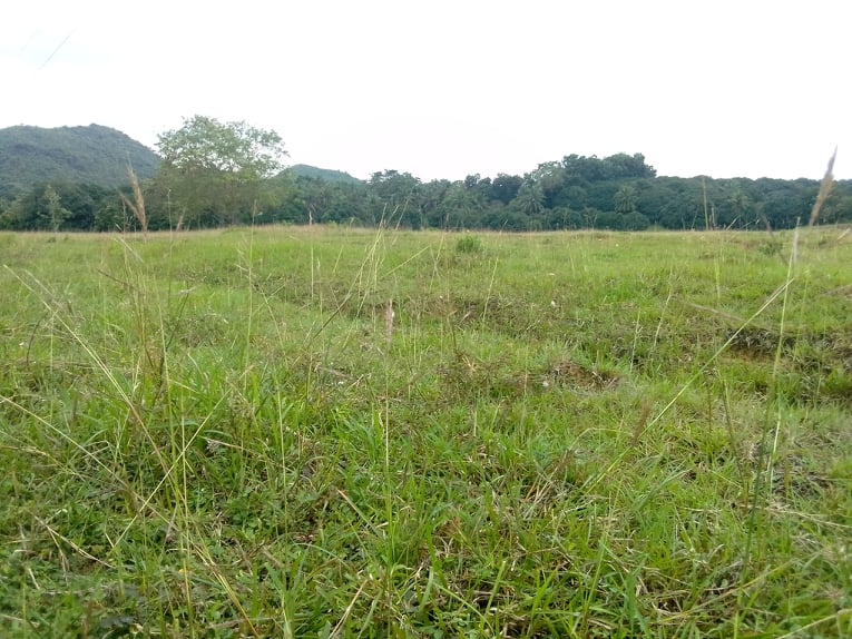 20 Hectares Land for Sale in Balamban Cebu  (3)