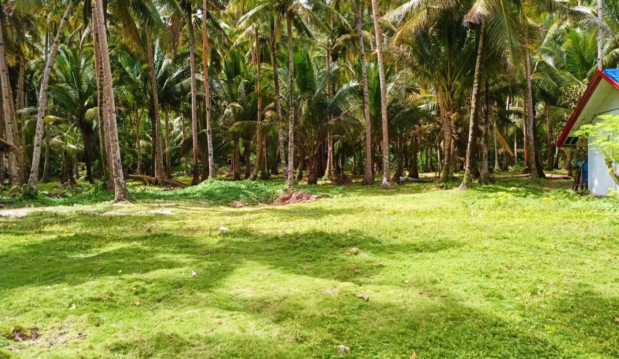 Siargao Beach Property for Sale  (3)