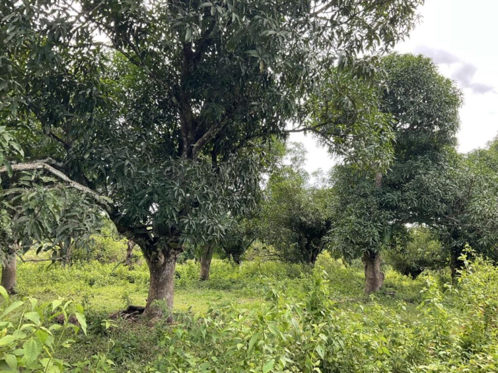 Agricultural Land for Sale in Dagohoy, Bohol