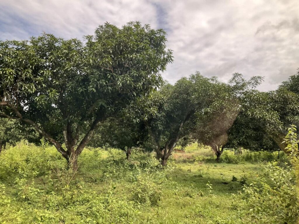 Agricultural Land for Sale in Dagohoy, Bohol